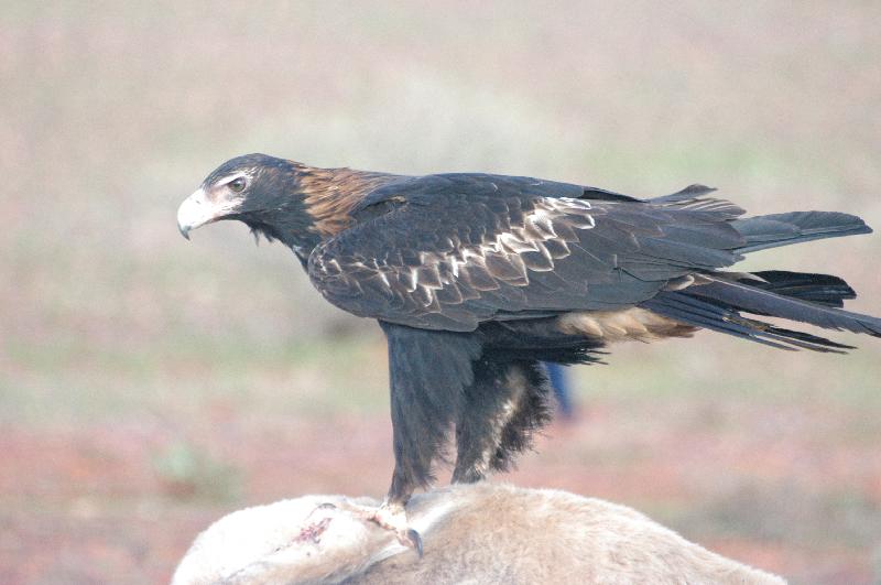 Wedge-tailed_Eagle__Aquila_audax__012.jpg