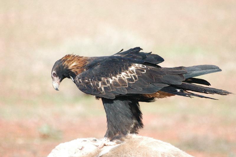 Wedge-tailed_Eagle__Aquila_audax__013.jpg