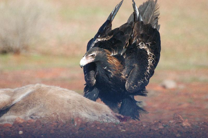 Wedge-tailed_Eagle__Aquila_audax__014.jpg