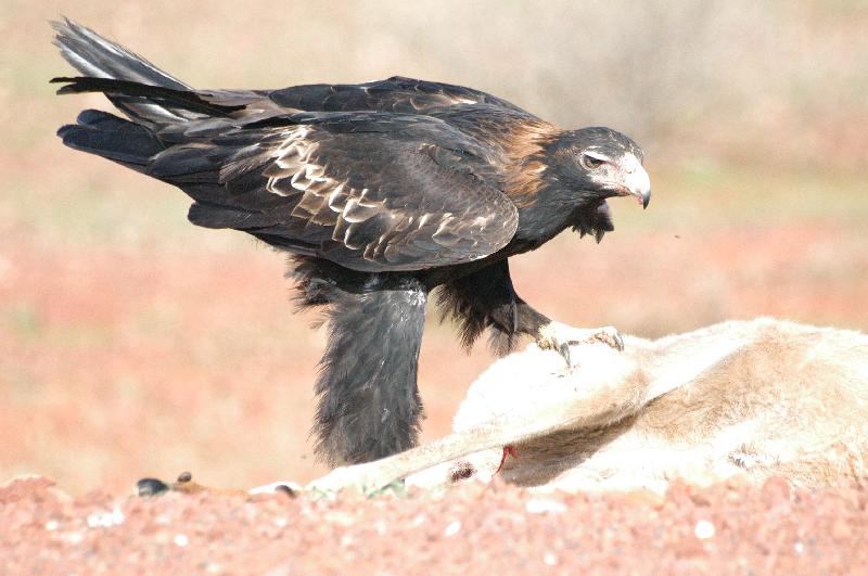 Wedge-tailed_Eagle__Aquila_audax__015.jpg