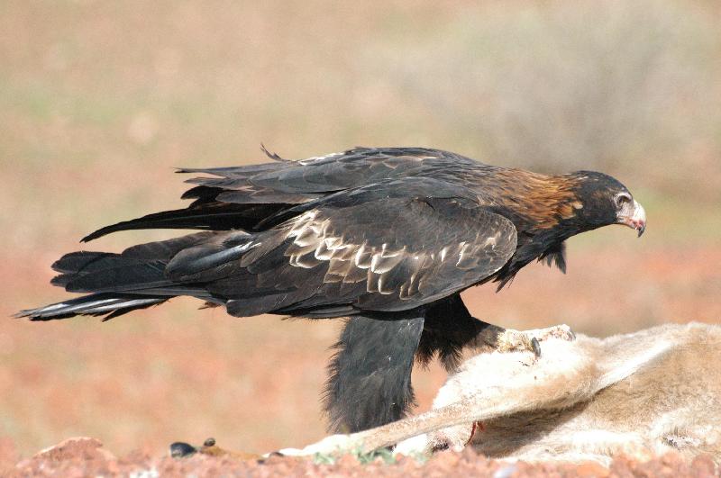 Wedge-tailed_Eagle__Aquila_audax__016.jpg