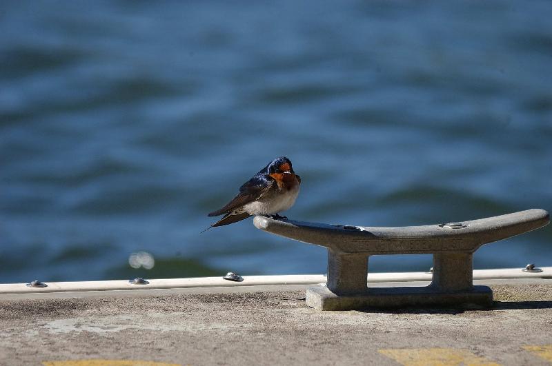 Welcome_Swallow__Hirundo_neoxena__002.jpg