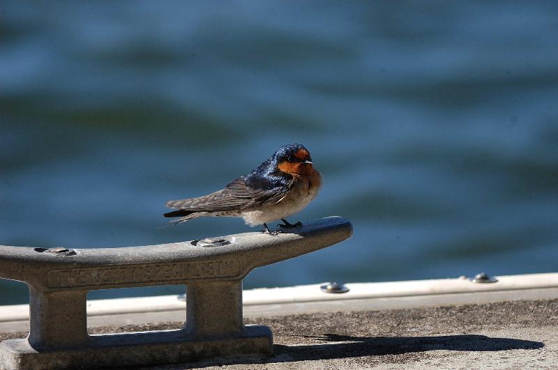 Welcome_Swallow__Hirundo_neoxena__003.jpg