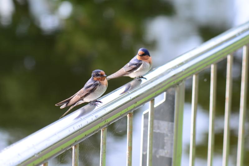 Welcome_Swallow__Hirundo_neoxena__004.jpg