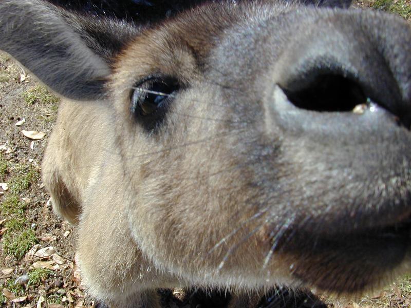 Western_Grey_Kangaroo__Macropus_fuliginosus__001.jpg