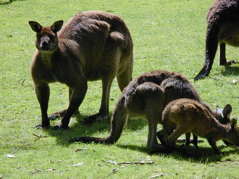 Western_Grey_Kangaroo__Macropus_fuliginosus__002.jpg