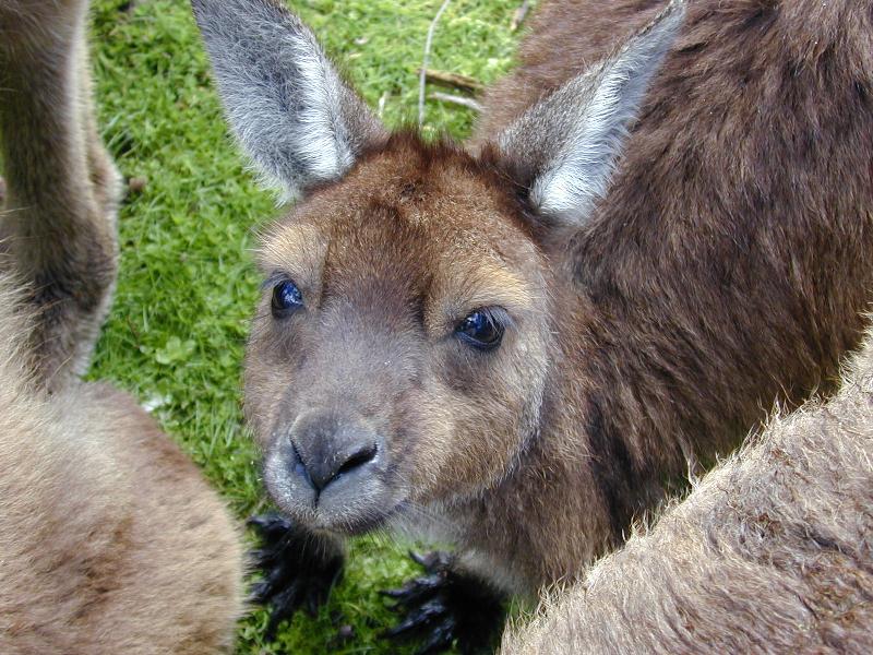 Western_Grey_Kangaroo__Macropus_fuliginosus__003.jpg