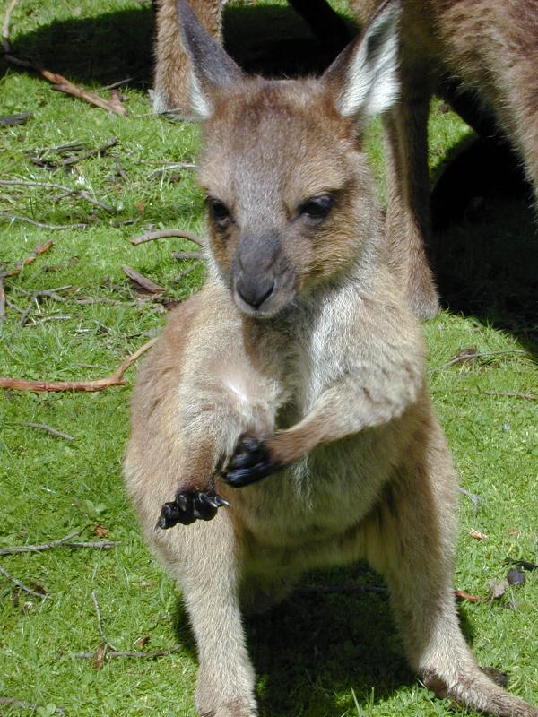 Western_Grey_Kangaroo__Macropus_fuliginosus__004.jpg