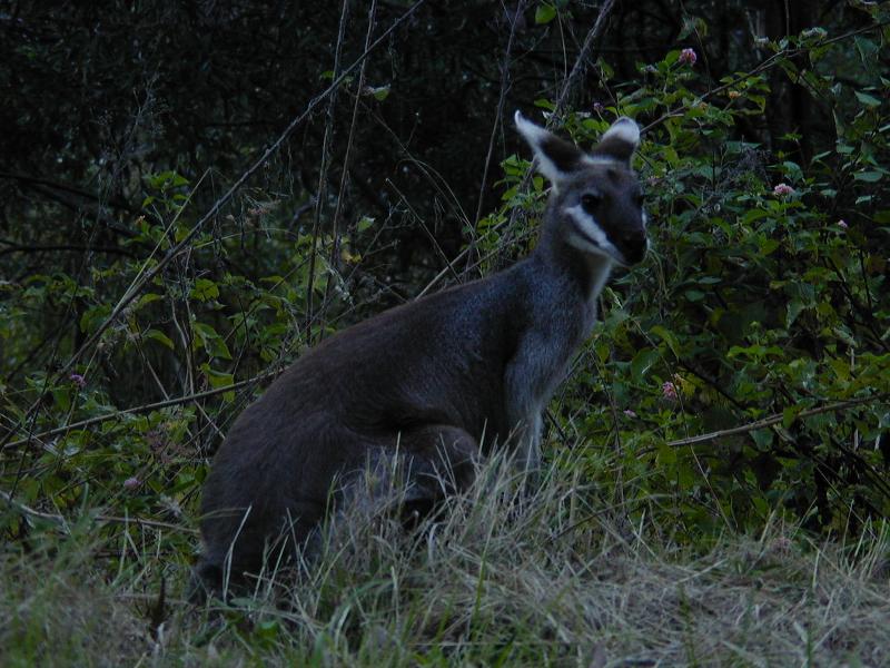 Whiptail_Wallaby__Macropus_parryi__001.jpg