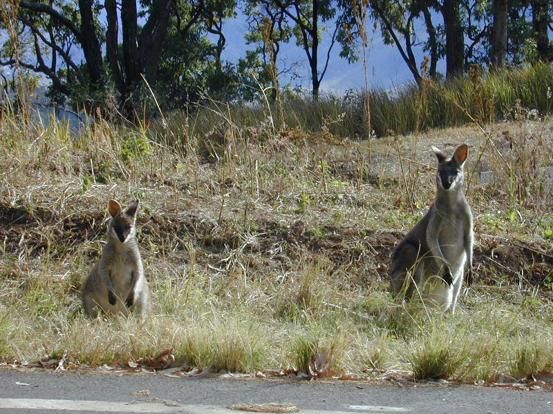 Whiptail_Wallaby__Macropus_parryi__003.jpg