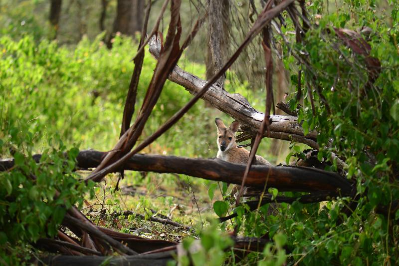 Whiptail_Wallaby__Macropus_parryi__008.jpg