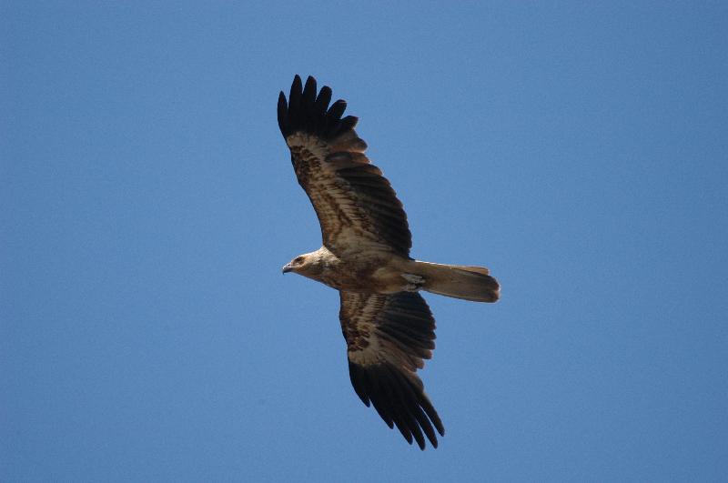 Whistling_Kite__Haliastur_sphenurus__001.jpg