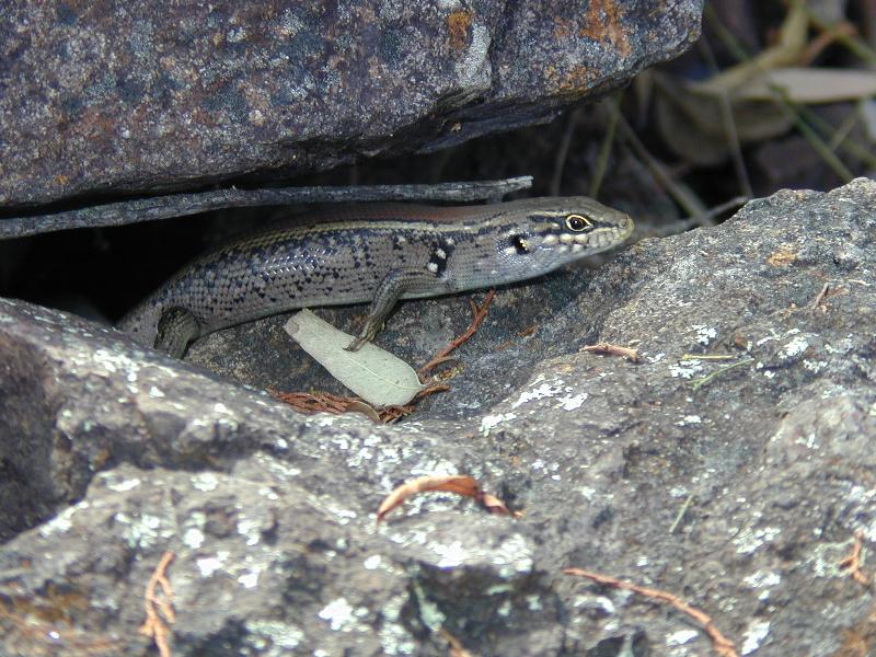 White's_Skink__Liopholis_whitii__001.jpg