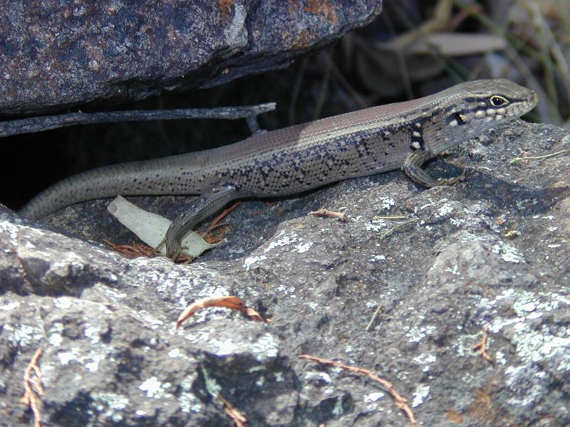 White's_Skink__Liopholis_whitii__002.jpg