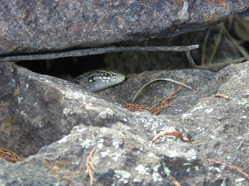 White's_Skink__Liopholis_whitii__003.jpg