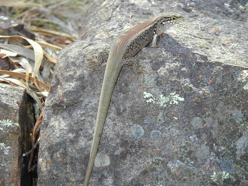 White's_Skink__Liopholis_whitii__004.jpg