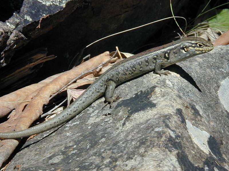 White's_Skink__Liopholis_whitii__005.jpg