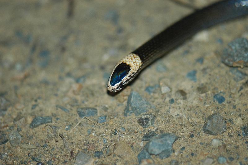 White-Crowned_Snake__Cacophis_harriettae__002.jpg