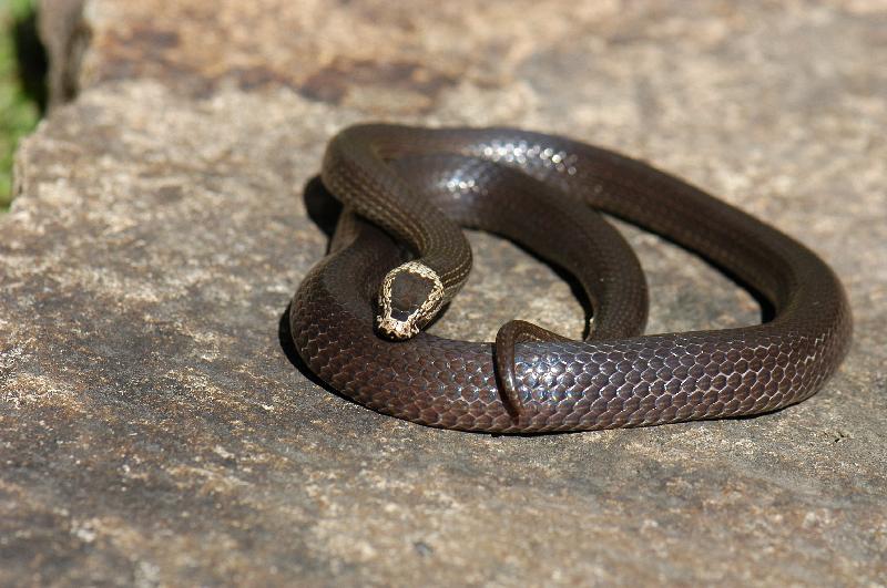 White-Crowned_Snake__Cacophis_harriettae__003.jpg