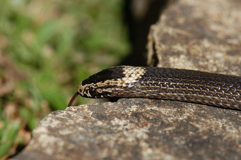 White-Crowned_Snake__Cacophis_harriettae__005.jpg