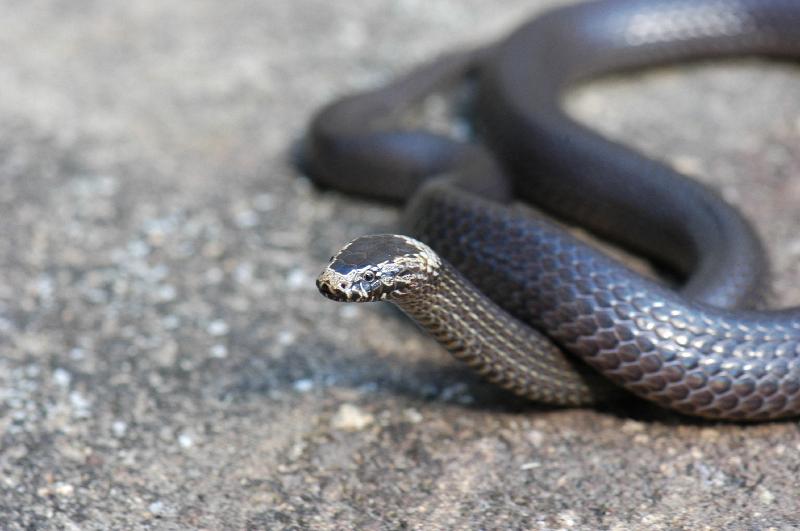 White-Crowned_Snake__Cacophis_harriettae__006.jpg