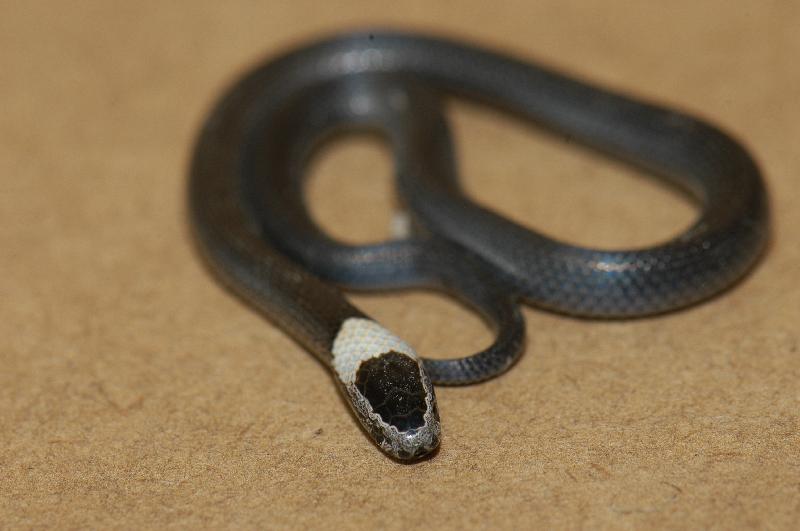 White-Crowned_Snake__Cacophis_harriettae__008.jpg