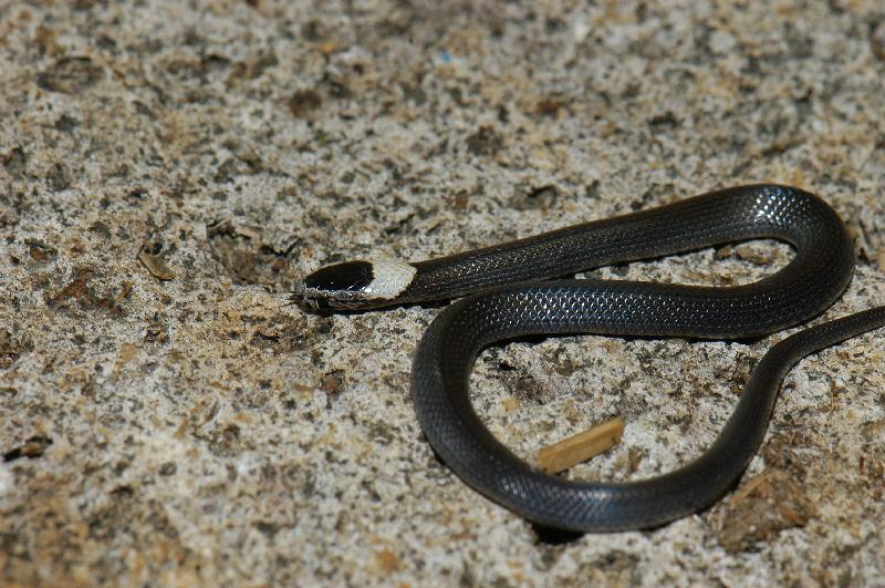 White-Crowned_Snake__Cacophis_harriettae__009.jpg