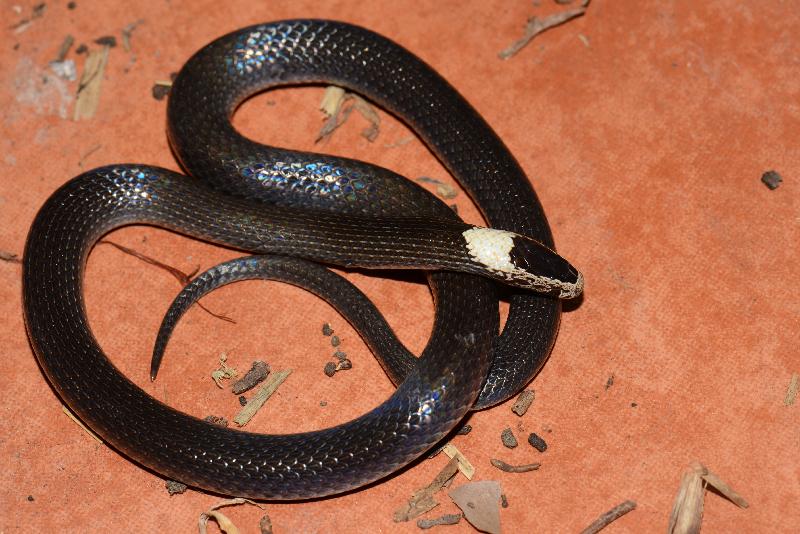 White-Crowned_Snake__Cacophis_harriettae__012.jpg