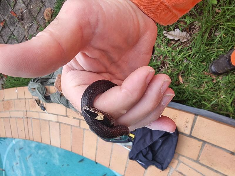 White-Crowned_Snake__Cacophis_harriettae__014.jpg