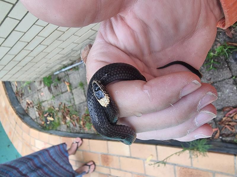 White-Crowned_Snake__Cacophis_harriettae__015.jpg