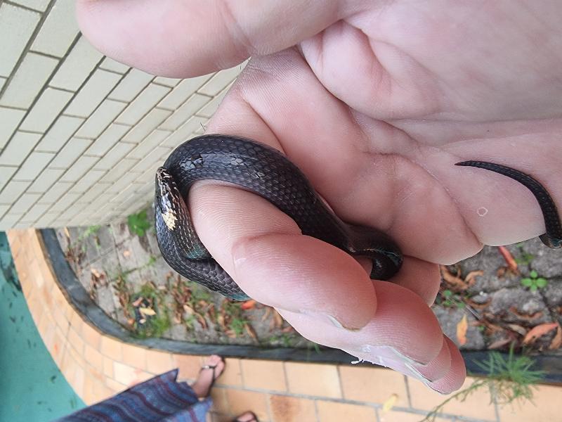 White-Crowned_Snake__Cacophis_harriettae__016.jpg