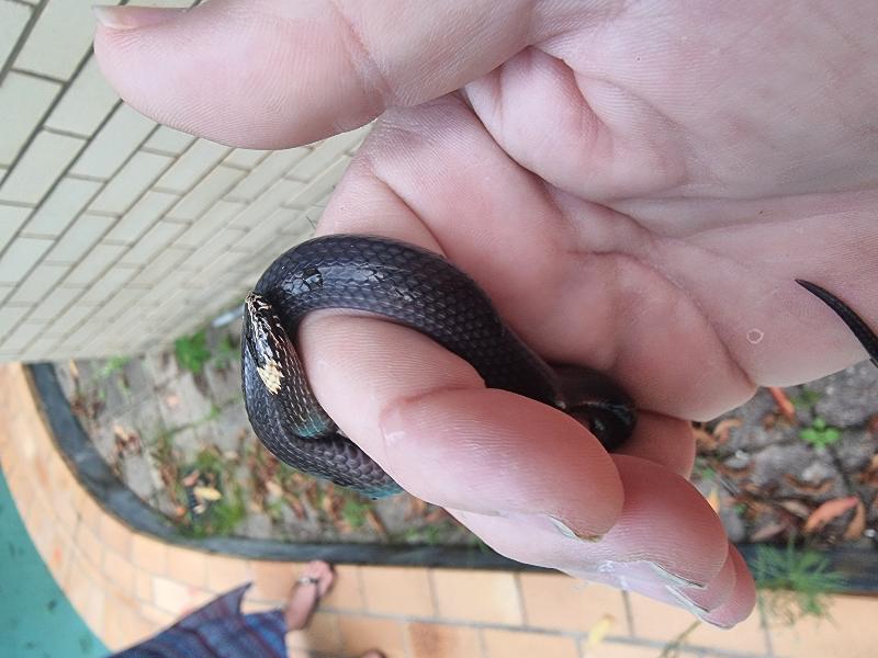 White-Crowned_Snake__Cacophis_harriettae__017.jpg