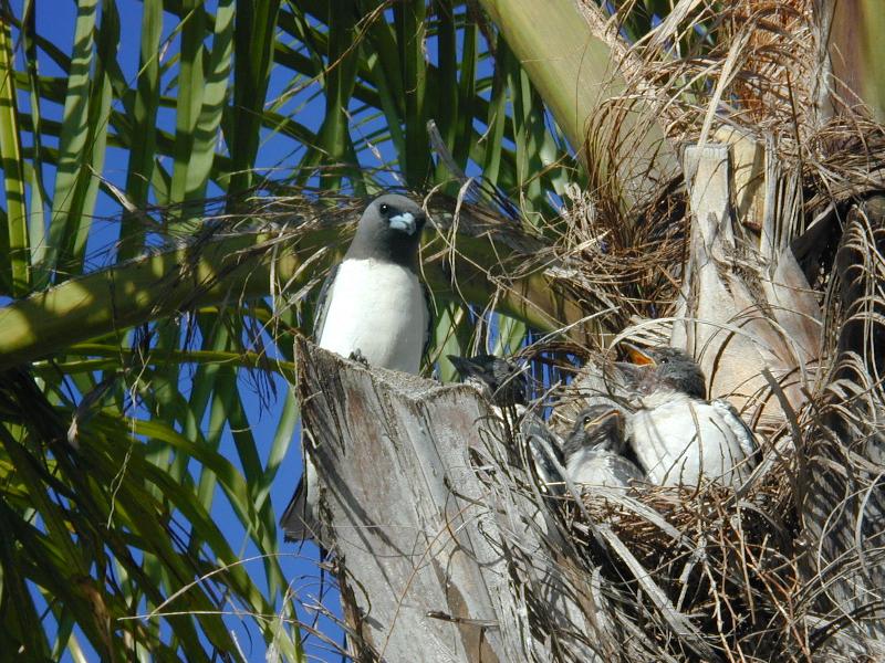 White-breasted_Woodswallow__Artamus_leucorynchus__001.jpg