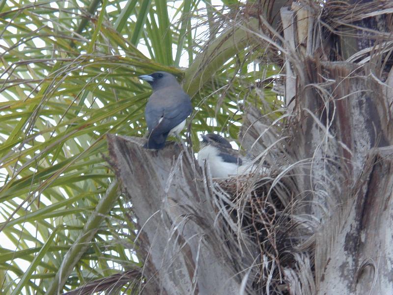 White-breasted_Woodswallow__Artamus_leucorynchus__002.jpg