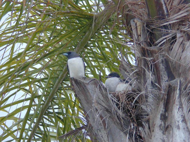 White-breasted_Woodswallow__Artamus_leucorynchus__004.jpg