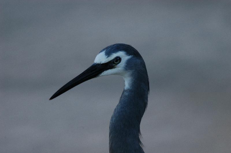 White-faced_Heron__Egretta_novaehollandiae__002.jpg