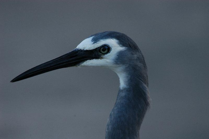 White-faced_Heron__Egretta_novaehollandiae__004.jpg