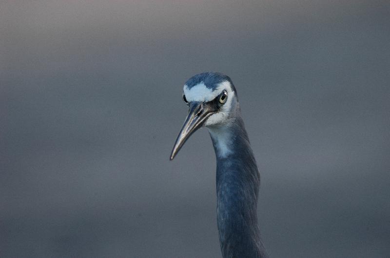 White-faced_Heron__Egretta_novaehollandiae__005.jpg