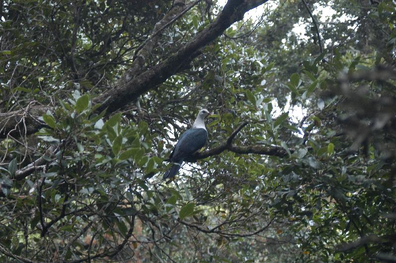 White-headed_Pigeon__Columba_leucomela__001.jpg