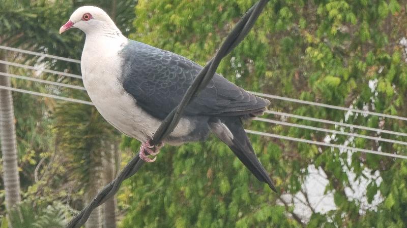 White-headed_Pigeon__Columba_leucomela__002.jpg