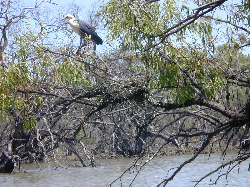 White-necked_Heron__Ardea_pacifica__001.jpg