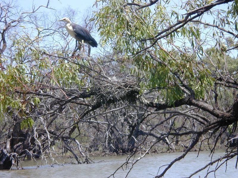 White-necked_Heron__Ardea_pacifica__002.jpg