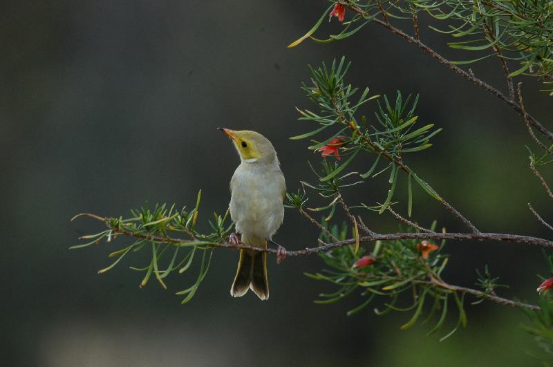 White-plumed_Honeyeater__Lichenostomus_penicillatus__002.jpg