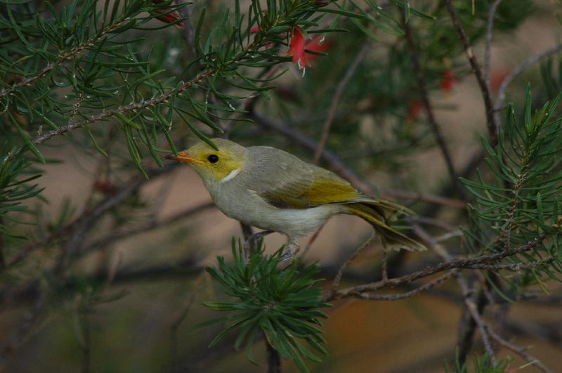 White-plumed_Honeyeater__Lichenostomus_penicillatus__003.jpg