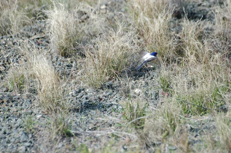 White-winged_Fairy-wren__Malurus_leucopterus__001.jpg