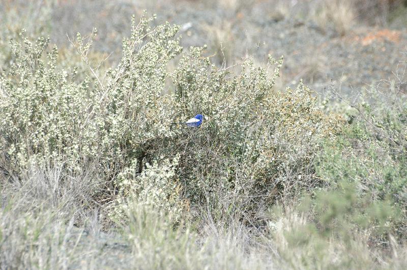 White-winged_Fairy-wren__Malurus_leucopterus__002.jpg