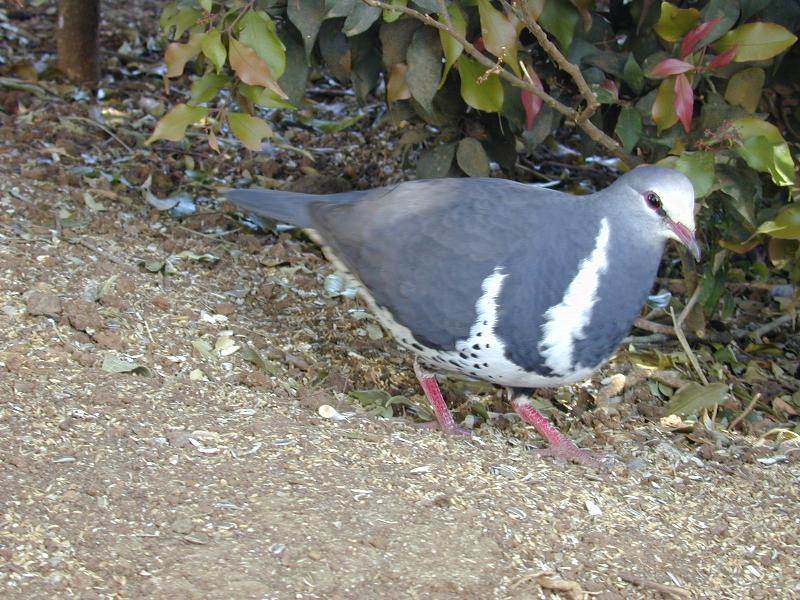 Wonga_Pigeon__Leucosarcia_melanoleuca__001.jpg