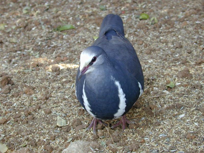 Wonga_Pigeon__Leucosarcia_melanoleuca__002.jpg