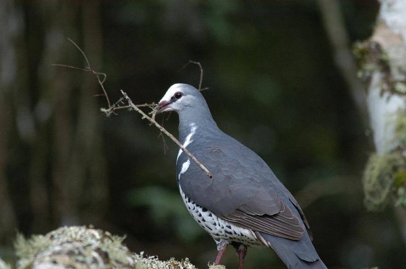 Wonga_Pigeon__Leucosarcia_melanoleuca__003.jpg