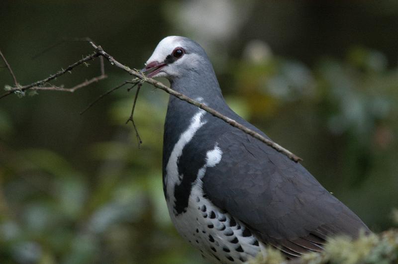 Wonga_Pigeon__Leucosarcia_melanoleuca__004.jpg